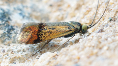 Nemophora dumerilella