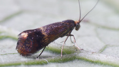 Nemophora dumerilella