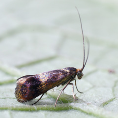 Nemophora dumerilella