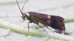 Nemophora dumerilella