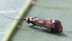 Nemophora dumerilella