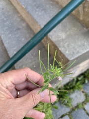 Epilobium adenocaulon