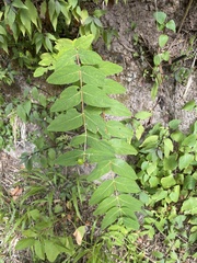 Hypericum grandifolium image