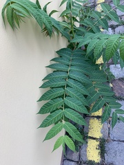 Ailanthus altissima