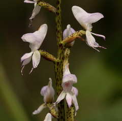Disa aconitoides concinna