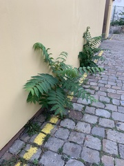 Ailanthus altissima