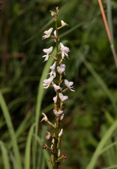 Disa aconitoides concinna