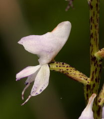 Disa aconitoides concinna