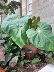 Anthurium faustomirandae