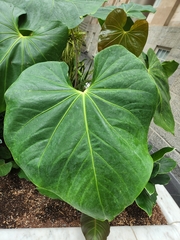 Anthurium faustomirandae