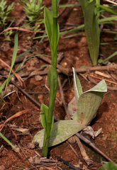 Disa aconitoides concinna