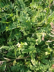 Astragalus cicer