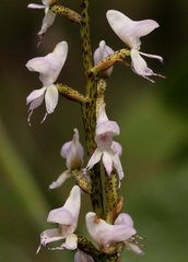 Disa aconitoides concinna