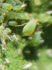 Acyrthosiphon
