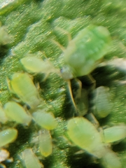 Acyrthosiphon