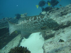 Mycteroperca rosacea