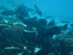 Mycteroperca rosacea