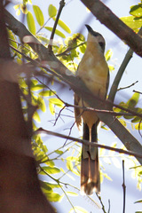 Coccyzus melacoryphus