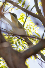 Coccyzus melacoryphus