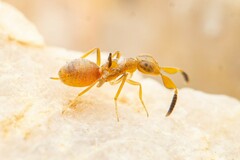 Formicencyrtus thoreauini