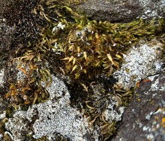 Encalypta rhaptocarpa