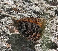 Oeneis chryxus chryxus