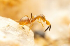 Formicencyrtus thoreauini