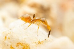 Formicencyrtus thoreauini