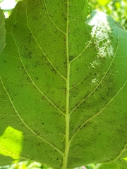 Acyrthosiphon