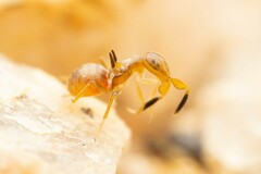 Formicencyrtus thoreauini