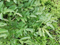 Prionosciadium