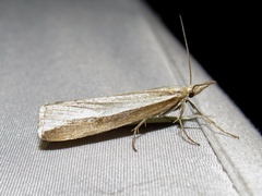 Crambus dimidiatellus