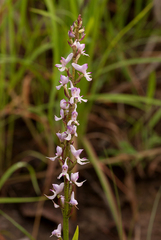 Disa aconitoides concinna