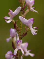 Disa aconitoides concinna