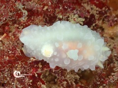 Doriopsilla pelseneeri