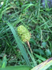 Carex squarrosa