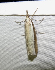 Crambus dimidiatellus