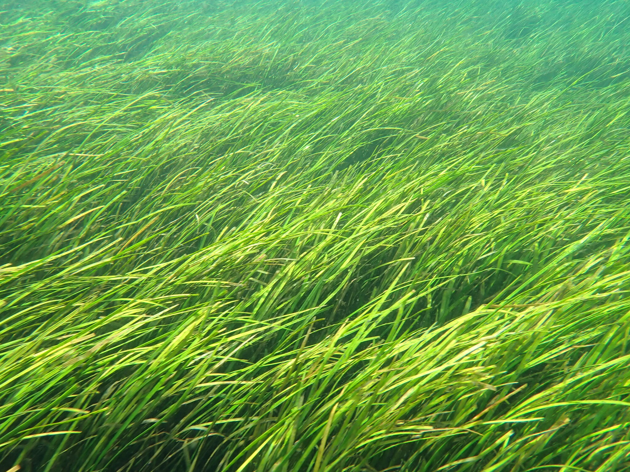 Vallisneria