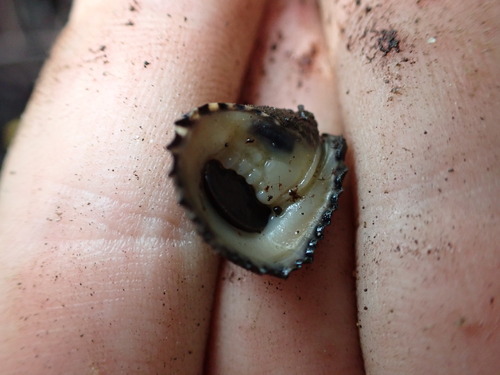 Nerita planospira