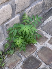 Ailanthus altissima
