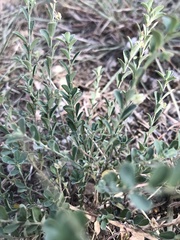 Phyllanthus polygonoides