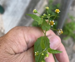 Galinsoga parviflora