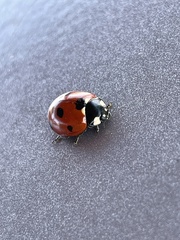 Coccinella septempunctata