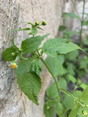 Galinsoga parviflora