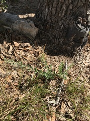 Phyllanthus polygonoides