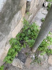 Galinsoga parviflora