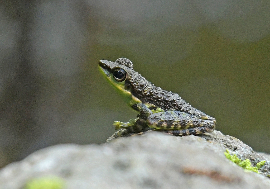 Mindanao Splash Frog