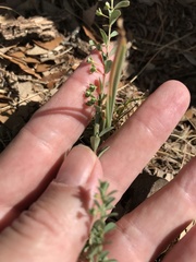 Phyllanthus polygonoides