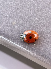 Coccinella septempunctata