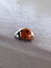 Coccinella septempunctata
